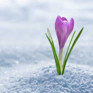 croco fiore invernale da esterno primo piano della pianta con i petali viola in mezzo alla neve. croco fiori invernali da esterno primo piano della pianta con i petali viola in mezzo alla neve.