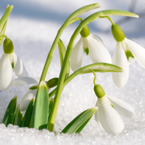 bucaneve fiore invernale da esterno primo piano della pianta con i petali bianchi in mezzo alla neve. bucaneve fiori invernali da esterno primo piano della pianta con i petali bianchi in mezzo alla neve.