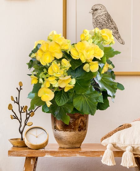 Begonia gialla