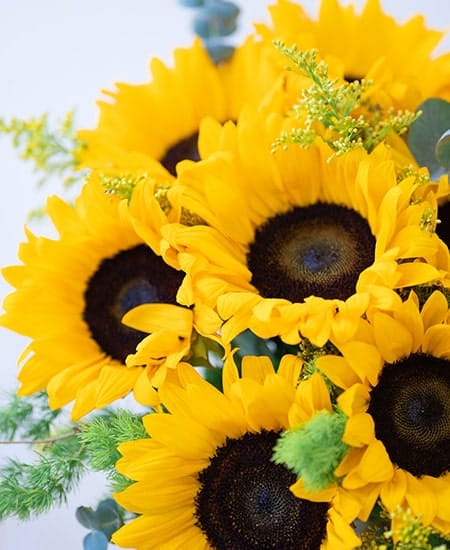 Girasole