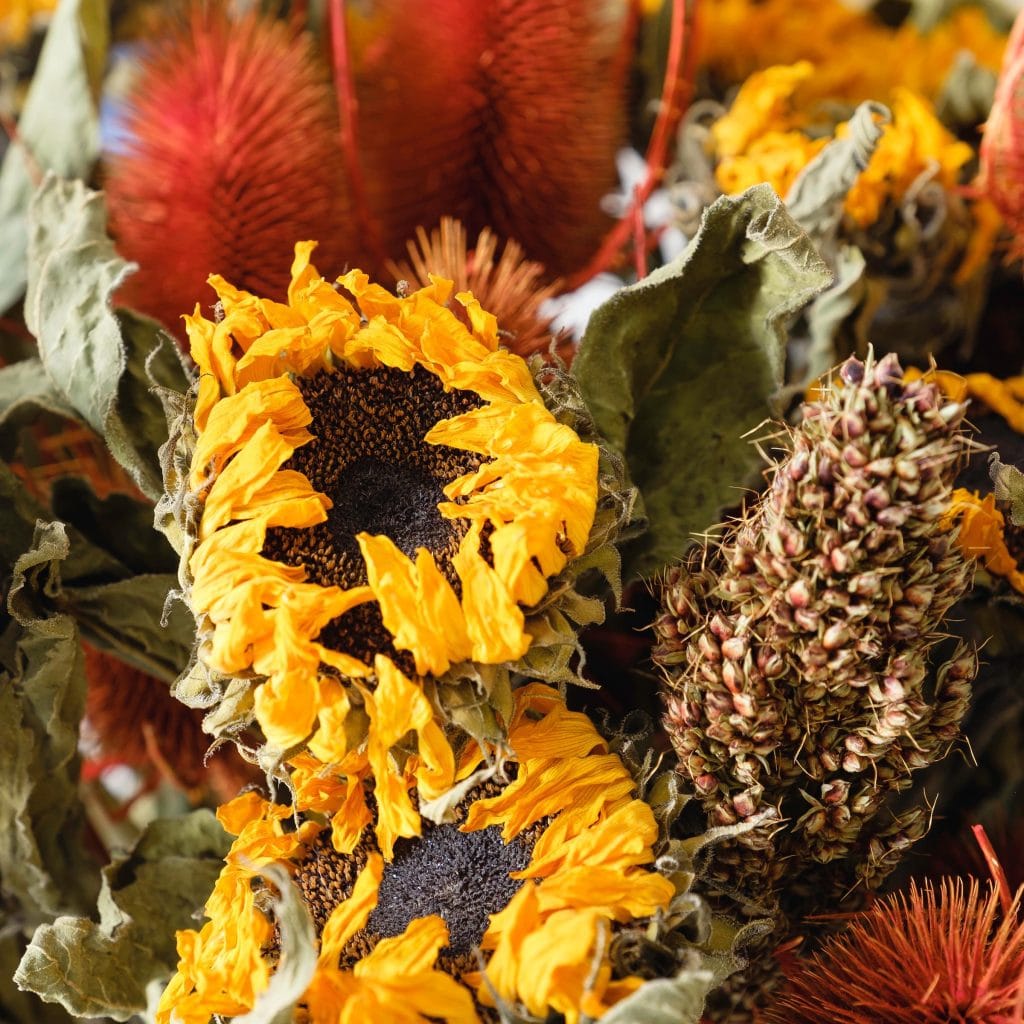 girasoli secchi