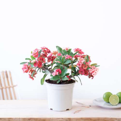 begonia rose