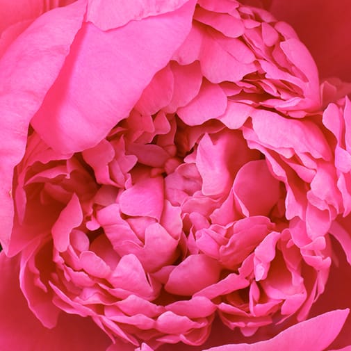 Peonia fuscia