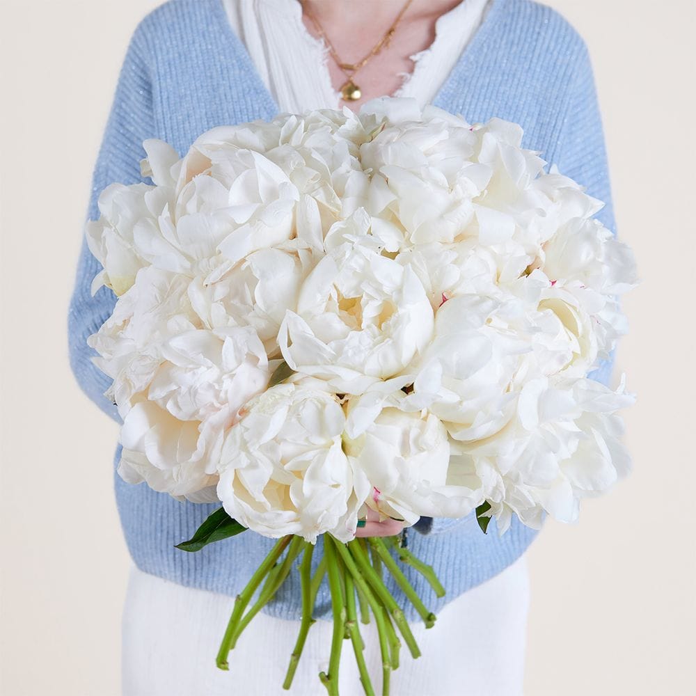 Regalare peonie bianche