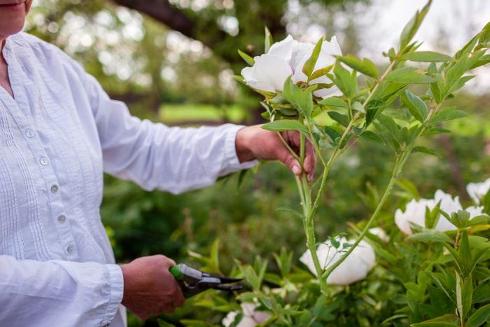 cura e coltivazione, piantare peonie in giardino, ragazza che taglia gambo di peonie