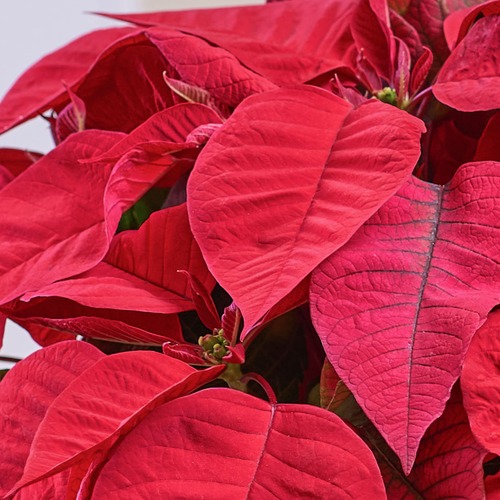 Primo piano delle foglie rosse della Stella di Natale con dettagli delle nervature