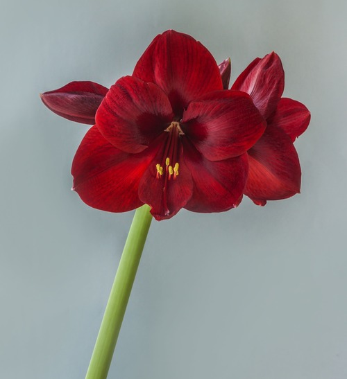 Singolo stelo di Amaryllis color rosso bordeaux vellutato con stami gialli