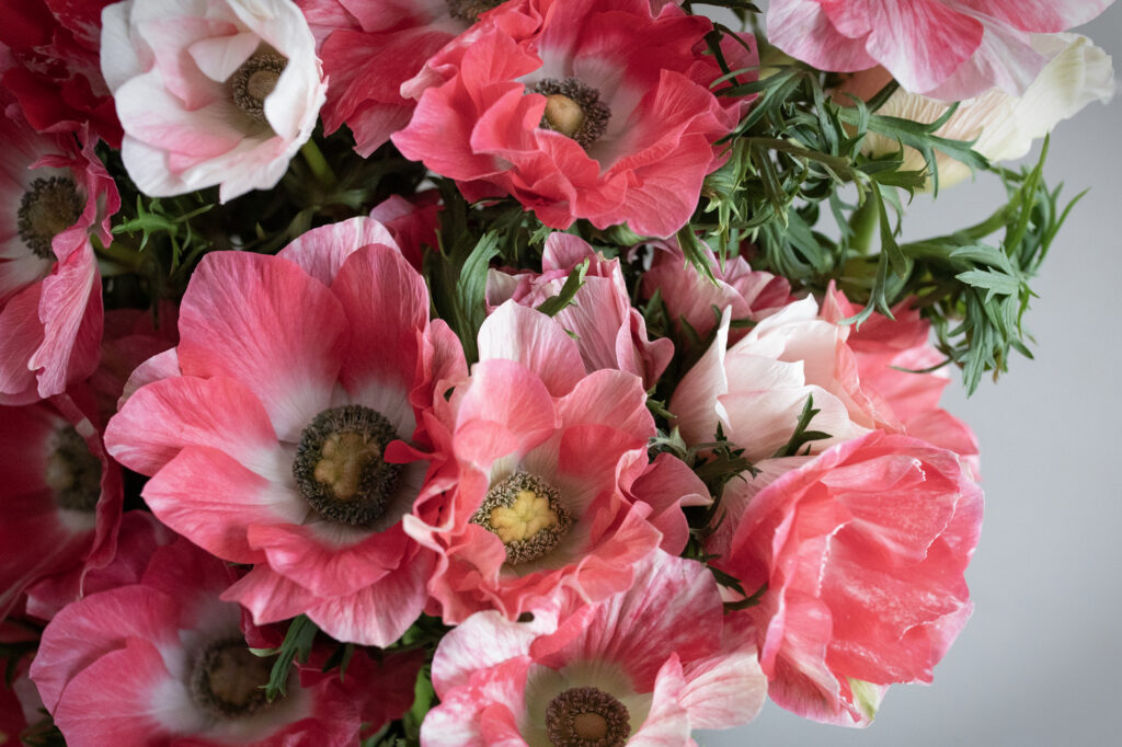 Bouquet di anemoni rosa e corallo con centro scuro, ripresi in primo piano su sfondo neutro