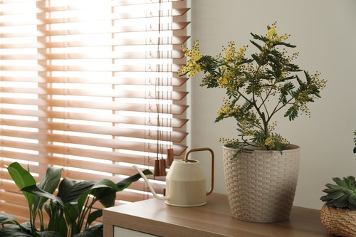 Pianta di mimosa in vaso decorativo con innaffiatoio vicino