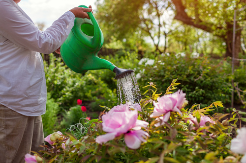 Gardener waters tree peonies in bloom with watering can in spring garden. Close up. Taking care of flowering plant Persona che annaffia peonie rosa in giardino con un annaffiatoio verde.