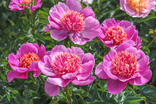 Peonie rosa della varietà Neon in fiore, con centro giallo-arancio e foglie verdi.
