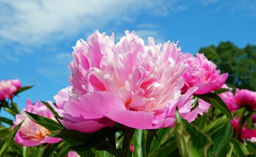 Peonia in inverno: come proteggerla dal freddo e dal gelo