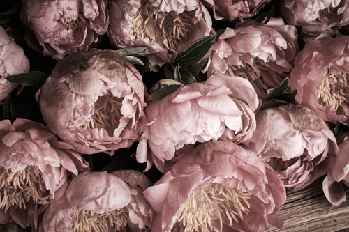 Come essiccare le peonie: metodi e consigli utili