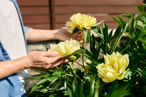 Closeup,Of,Woman's,Hands,Touching,Yellow,Flowers,On,Peony,Bush Mani di una donna che toccano peonie giallo chiaro in fiore nel giardino.