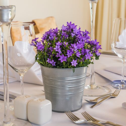 Campanula