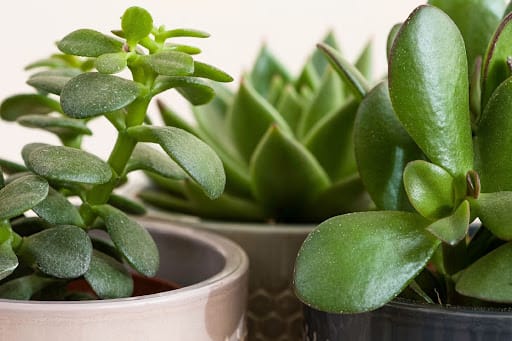 succulente