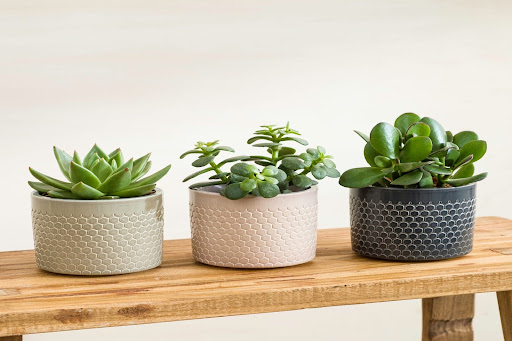 piante succulente