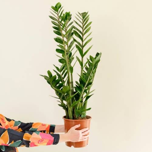 zamioculcas