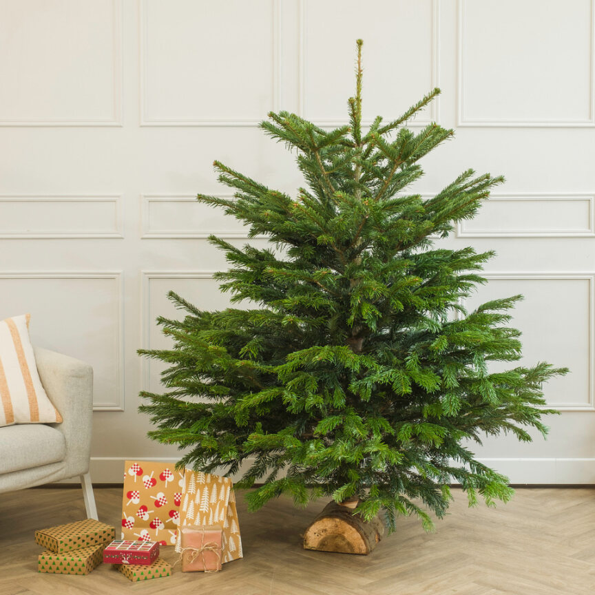 Albero di Natale Nordmann posizionato in un salone