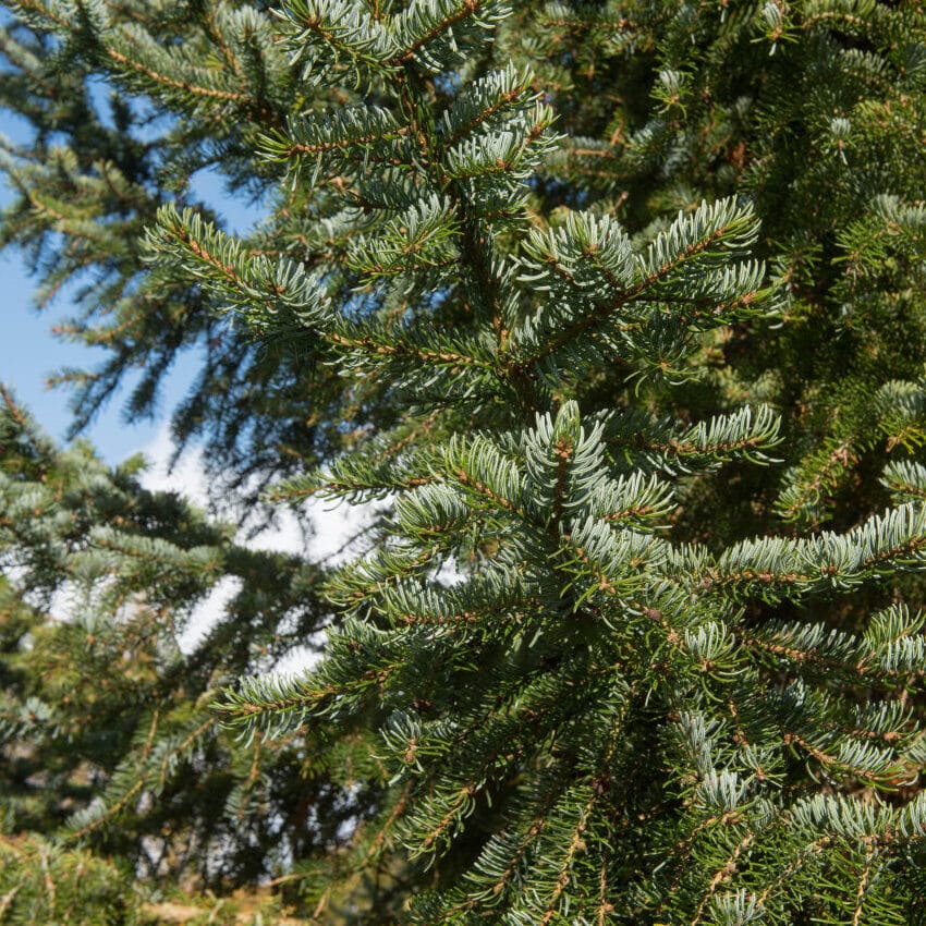 primo piano delle foglie dell'albero di Natale Omorika