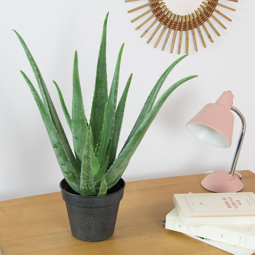 Aloe vera