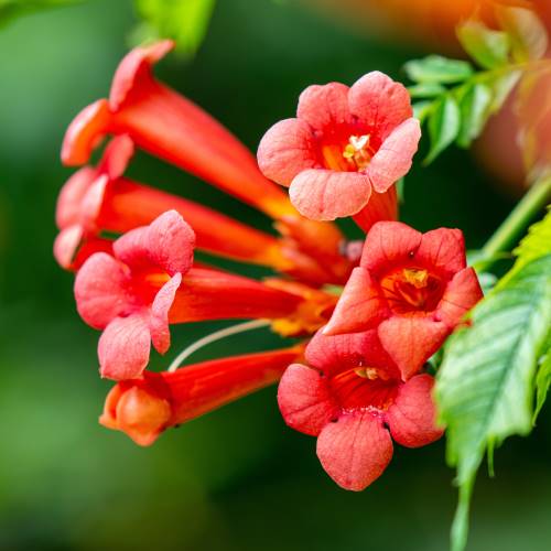 Bignonia selvatica