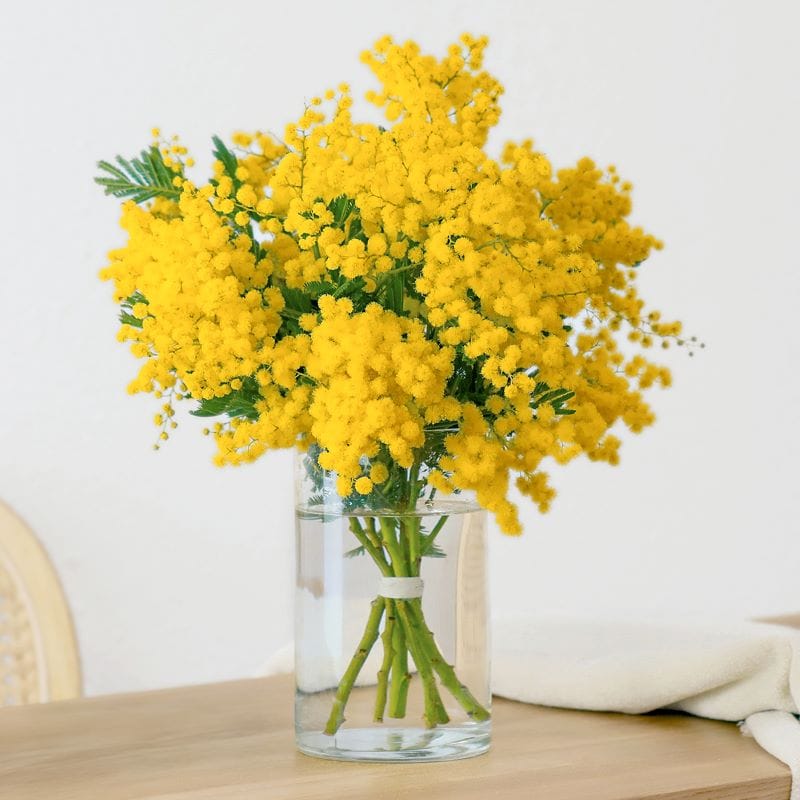 bouquet di mimosa in vaso trasparente con fiori gialli voluminosi