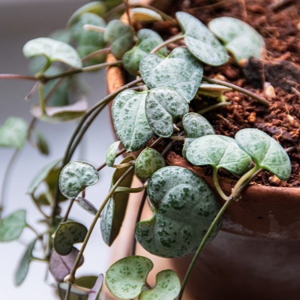 Ceropegia