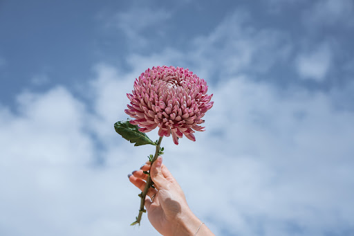 Fiori di ottobre: gli immancabili dell’autunno