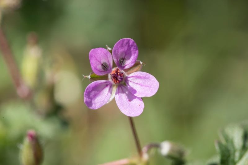 Erodium