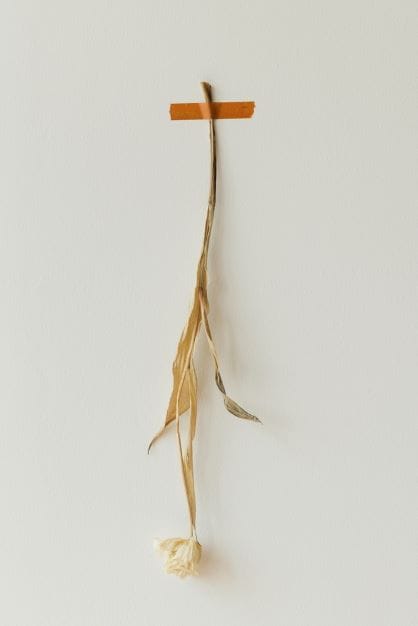 essiccare tulipani