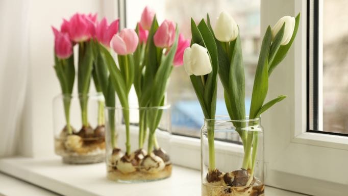 Tulipani in vaso
