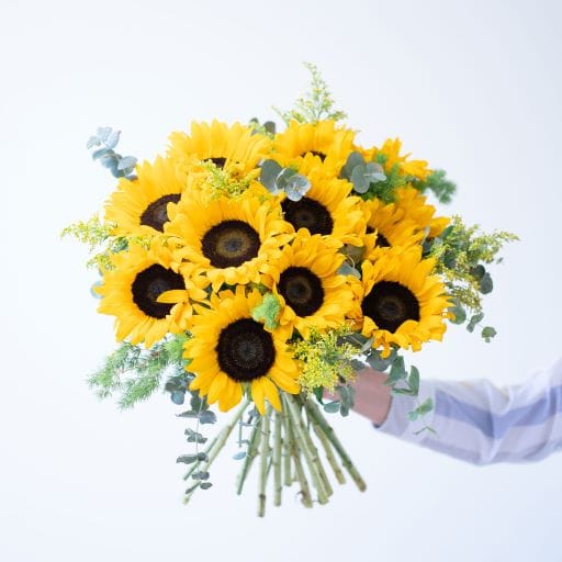 Girasoli