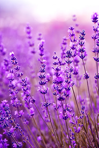 Tramonto su un campo estivo di lavanda viola