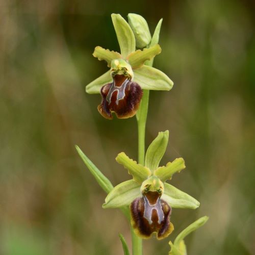 Orchidee selvatiche gialle