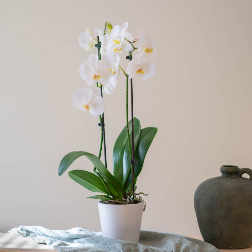 orchidea bianca