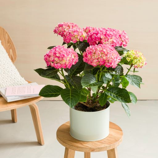 Ortensia rosa in vaso