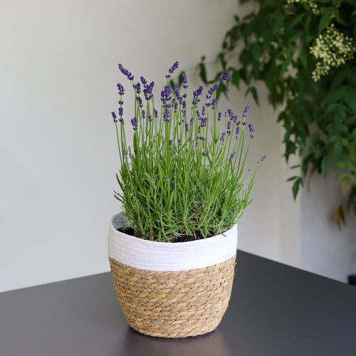 lavanda