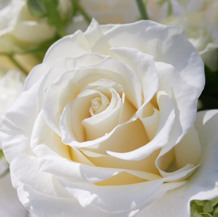 Rosa bianca per matrimonio