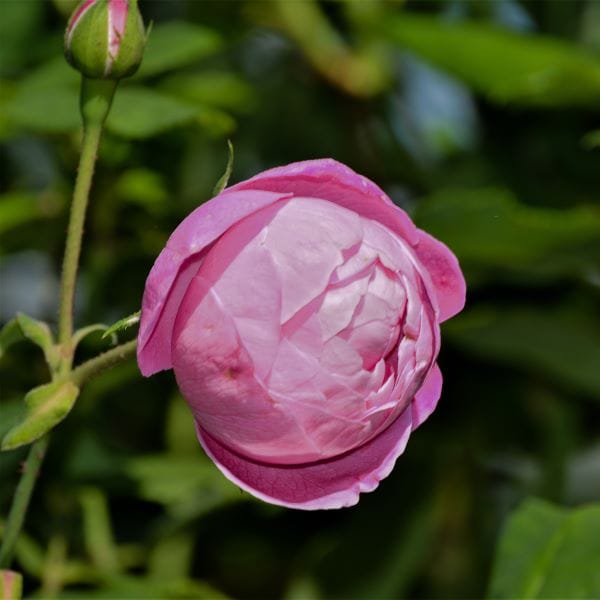 La rosa Reine Victoria Bourbon