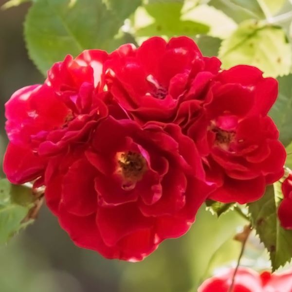 La Rosa Carris
