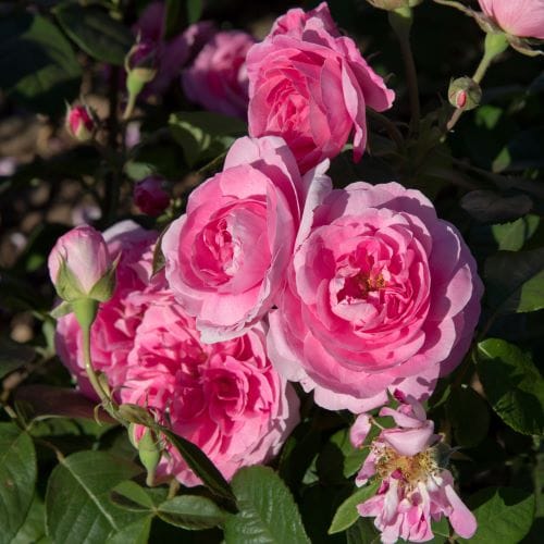Rosa Gertrude Jekyll