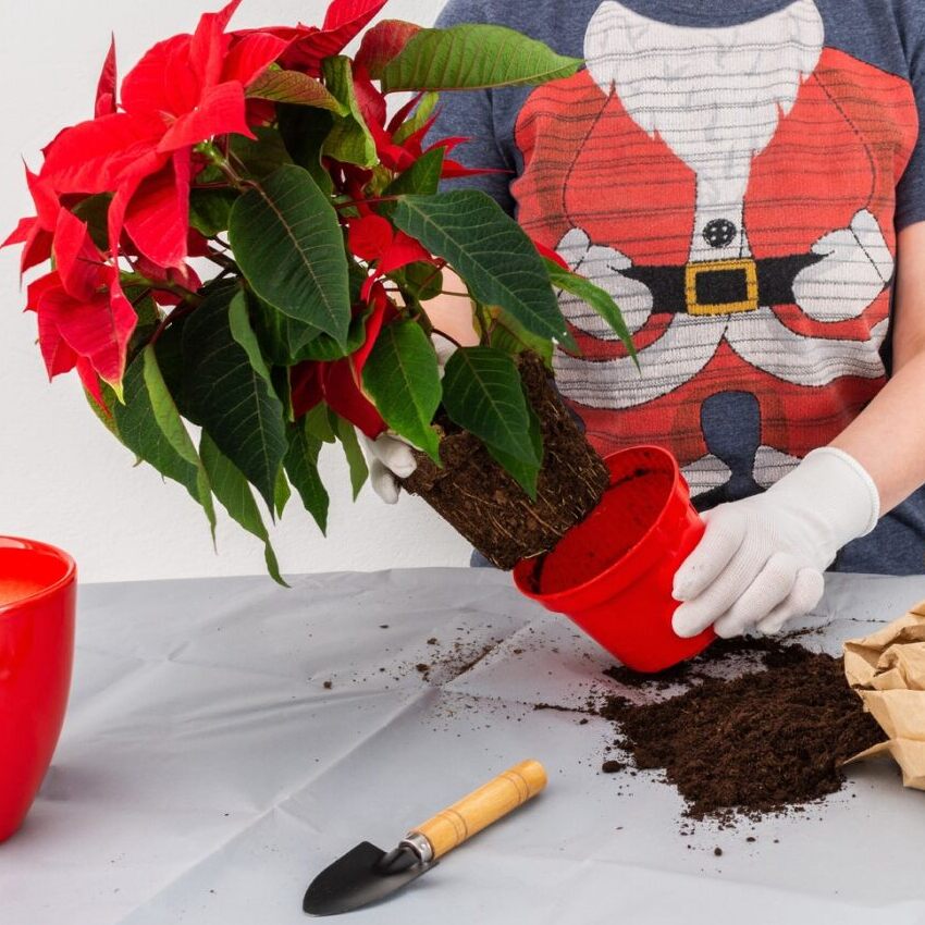 una persona si prende cura della stella di natale che viene tolta dal suo vaso.