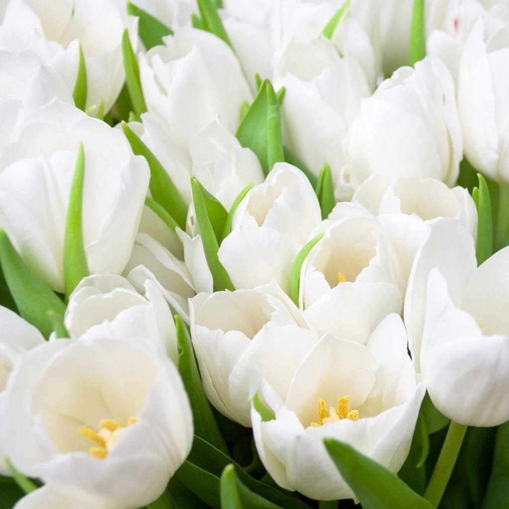 Tulipani bianchi