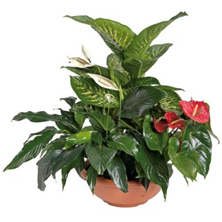 Arrangement of Plants