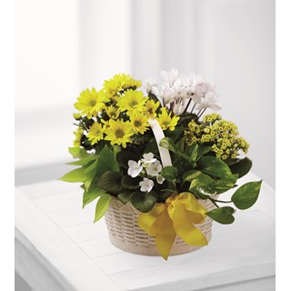 A Bit of Sunshine Basket by FTD