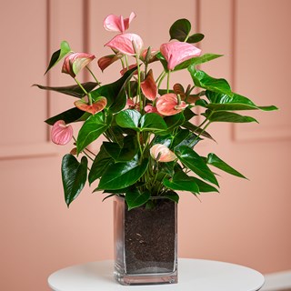 Pink Flamingo Flower in Vase