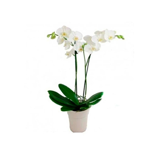 Orchid