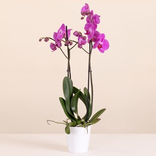 Pink Orchid - Premium Orchid Plant