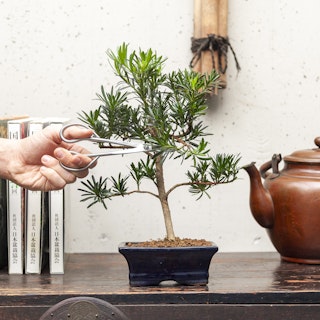 Podocarpus